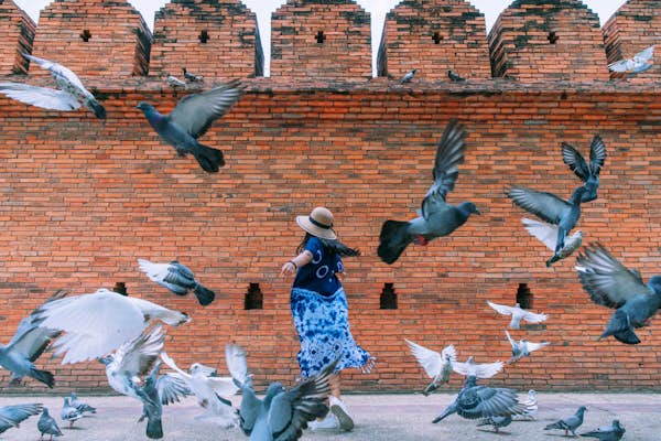 Tourists pay pigeon spookers in Thailand to help them get the perfect